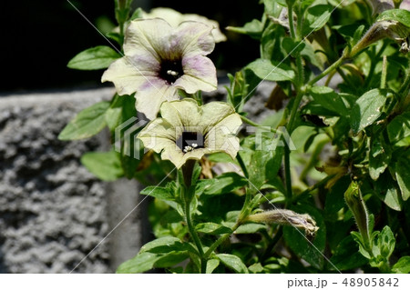 三鷹中原に咲く緑色と紫複色のペチュニア 三鷹中原に咲く緑色と紫複色のペチュニア 48905842