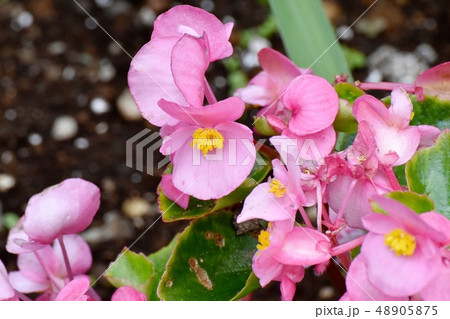 三鷹中原に咲くピンクのベゴニア 48905875