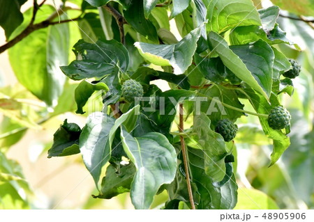 三鷹中原になろ未完熟なヤマボウシの実 三鷹中原になろ未完熟なヤマボウシの実 48905906