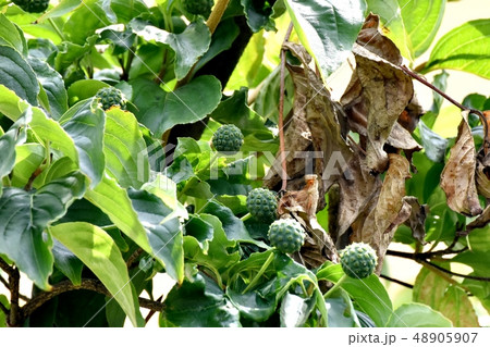 三鷹中原になろ未完熟なヤマボウシの実 48905907