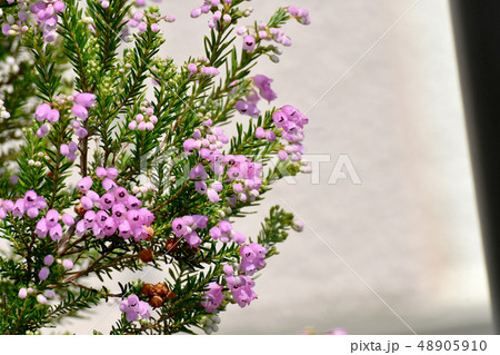 三鷹中原に咲くピンクのジャノメエリカ 48905910
