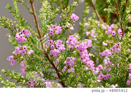 三鷹中原に咲くピンクのジャノメエリカ 48905912