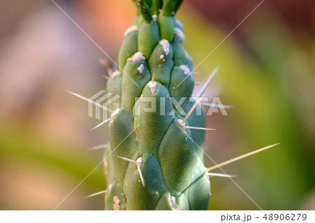 Fresh growth on a San Pedro Echinopsis pachanoi cactus. 48906279