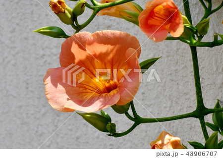三鷹中原に咲くオレンジのノウゼンカズラ 三鷹中原に咲くオレンジのノウゼンカズラ 48906707