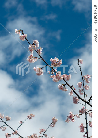 桜と青空と雲 桜と青空と雲 48906729
