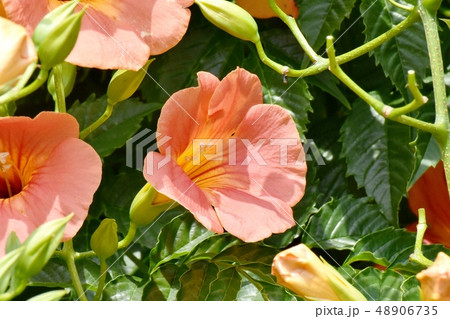 三鷹中原に咲くオレンジのノウゼンカズラ 三鷹中原に咲くオレンジのノウゼンカズラ 48906735