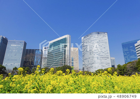 菜の花畑と高層ビル 48906749