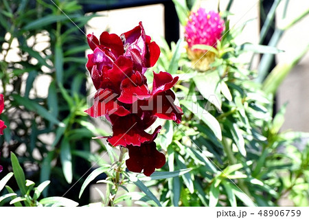 三鷹中原に咲くピンクのキンギョソウ 48906759