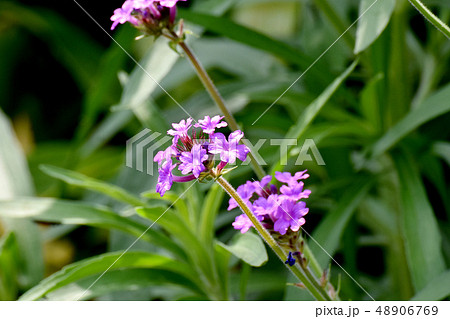 三鷹中原に咲く薄い赤紫色の宿根バーベナ 48906769
