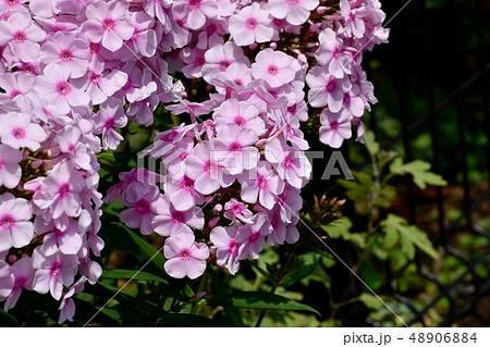 三鷹中原に咲くピンクの宿根フロックス(オイランソウ) 三鷹中原に咲くピンクの宿根フロックス(オイランソウ) 48906884