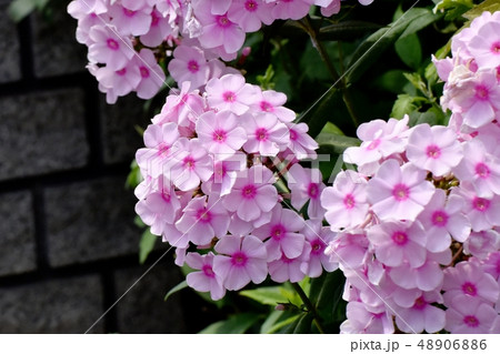 三鷹中原に咲くピンクの宿根フロックス(オイランソウ) 三鷹中原に咲くピンクの宿根フロックス(オイランソウ) 48906886