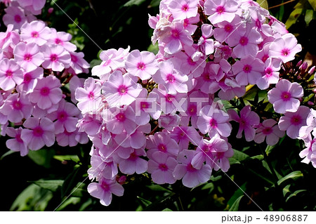 三鷹中原に咲くピンクの宿根フロックス（オイランソウ） 48906887