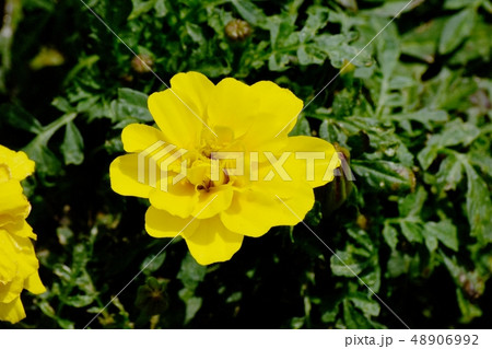 三鷹中原に咲く黄色いマリーゴールド 三鷹中原に咲く黄色いマリーゴールド 48906992