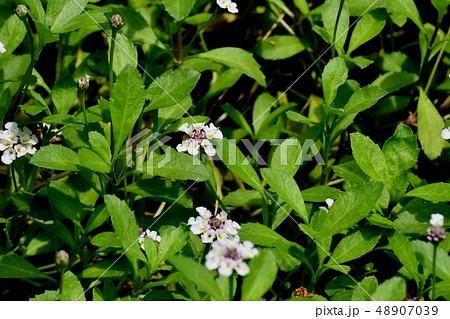 三鷹中原に咲く白いヒメイワダレソウ 三鷹中原に咲く白いヒメイワダレソウ 48907039