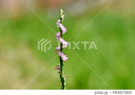 三鷹中原に咲くピンクのネジバナ 48907066