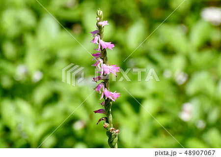 三鷹中原に咲くピンクのネジバナ 48907067