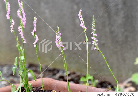 三鷹中原に咲くピンクのネジバナ 48907070