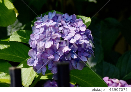 三鷹中原に咲く紫色のアジサイの花 三鷹中原に咲く紫色のアジサイの花 48907073