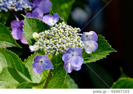 三鷹中原に咲く 紫色のアジサイの花 三鷹中原に咲く 紫色のアジサイの花 48907105
