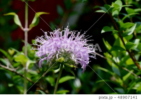 三鷹中原に咲く薄いピンクのモナルダ 48907141