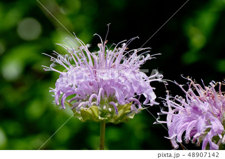 三鷹中原に咲く薄いピンクのモナルダ 48907142