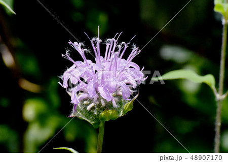 三鷹中原に咲く薄いピンクのモナルダ 48907170