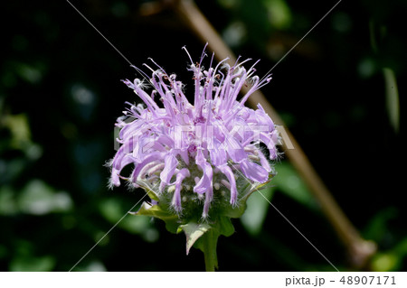 三鷹中原に咲く薄いピンクのモナルダ 三鷹中原に咲く薄いピンクのモナルダ 48907171