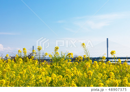 (東京都-都市風景)菜の花と青空と清砂大橋3 (東京都-都市風景)菜の花と青空と清砂大橋3 48907375