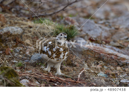 ライチョウ 48907438