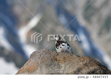 ライチョウ 48907455