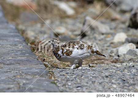 ライチョウ ライチョウ 48907464