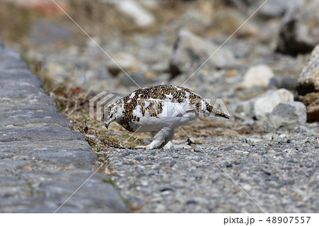 ライチョウ 48907557