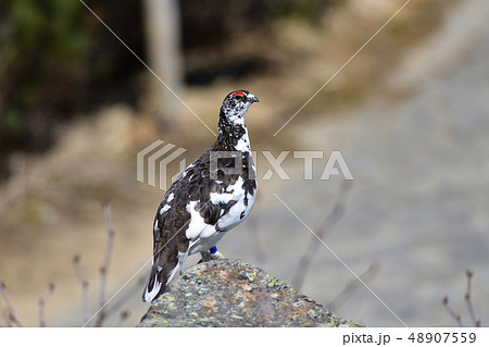 ライチョウ 48907559