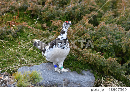 ライチョウ ライチョウ 48907560