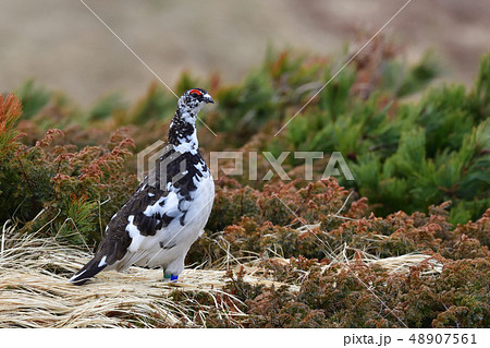 ライチョウ ライチョウ 48907561