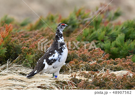 ライチョウ 48907562