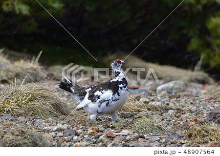 ライチョウ ライチョウ 48907564