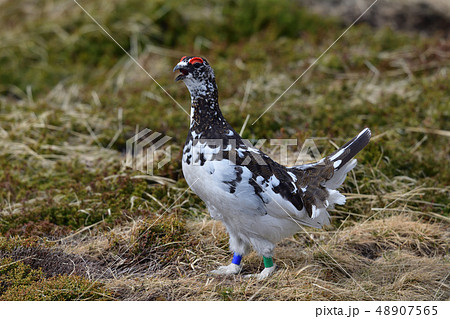 ライチョウ ライチョウ 48907565