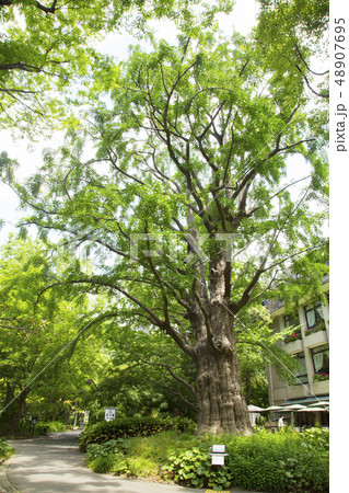 日比谷公園 首賭けイチョウ 日比谷公園 首賭けイチョウ 48907695