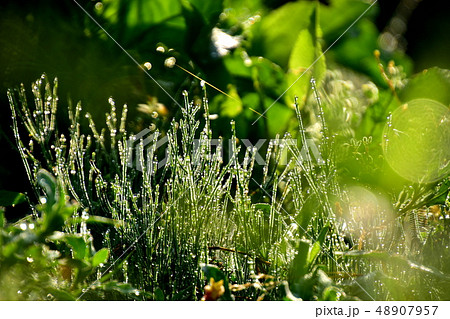 朝露を浴びる雑草 朝露を浴びる雑草 48907957
