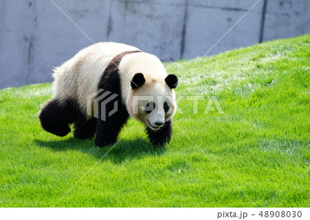 ジャイアントパンダ ジャイアントパンダ 48908030