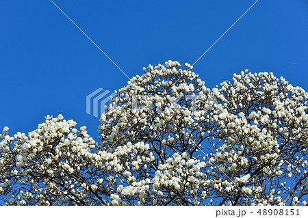 白モクレンの花 白モクレンの花 48908151