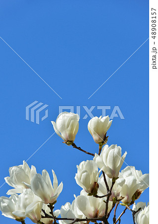 白モクレンの花 48908157