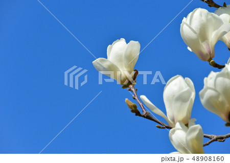 白モクレンの花 48908160