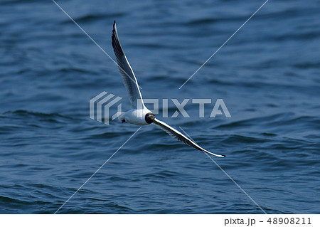 ユリカモメ ユリカモメ 48908211