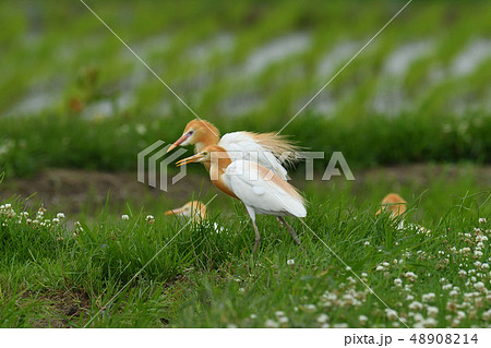 アマサギ 48908214