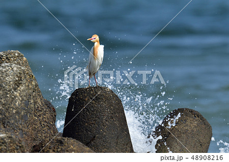 渚のアマサギ 48908216