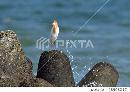 渚のアマサギ 48908217