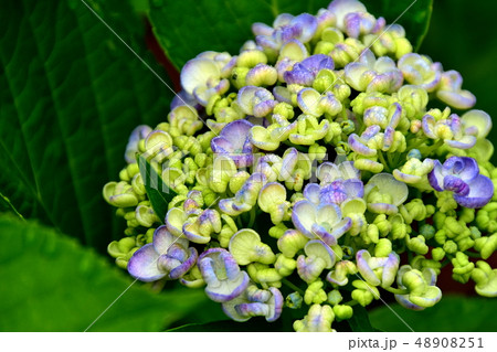 梅雨に合う花紫陽花 梅雨に合う花紫陽花 48908251
