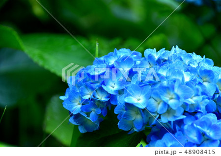 梅雨に合う花紫陽花 48908415